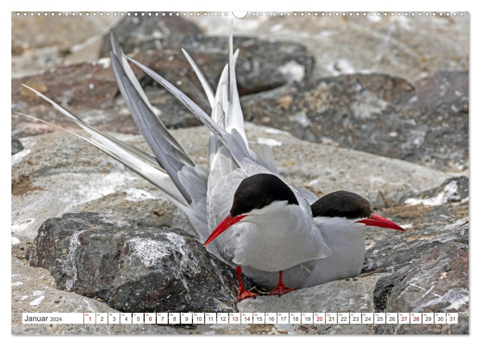 Sturmerprobt - Vögel an Nordfrieslands Küste (CALVENDO Wandkalender 2024)