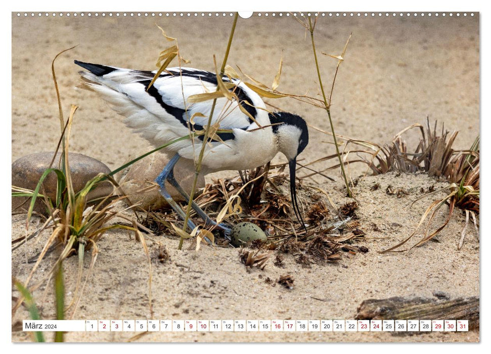 Sturmerprobt - Vögel an Nordfrieslands Küste (CALVENDO Wandkalender 2024)