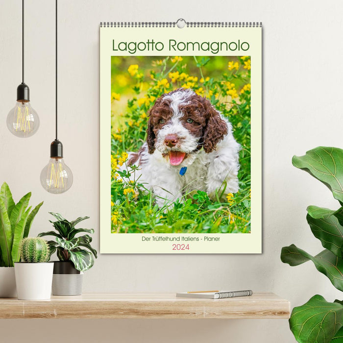 Lagotto Romagnolo - Der Trüffelhund Italiens - Planer (CALVENDO Wandkalender 2024)