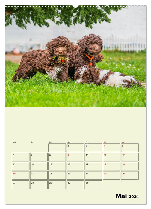 Lagotto Romagnolo - Der Trüffelhund Italiens - Planer (CALVENDO Wandkalender 2024)