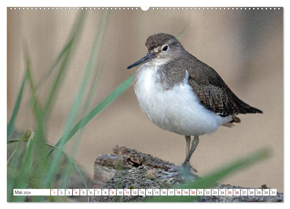Sturmerprobt - Vögel an Nordfrieslands Küste (CALVENDO Premium Wandkalender 2024)