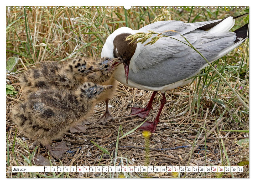 Sturmerprobt - Vögel an Nordfrieslands Küste (CALVENDO Premium Wandkalender 2024)