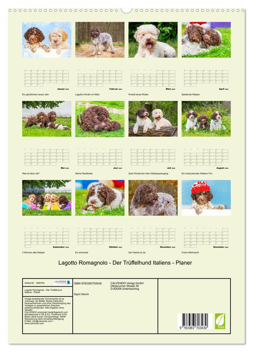 Lagotto Romagnolo - Der Trüffelhund Italiens - Planer (CALVENDO Premium Wandkalender 2024)