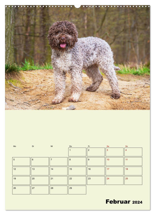 Lagotto Romagnolo - Der Trüffelhund Italiens - Planer (CALVENDO Premium Wandkalender 2024)