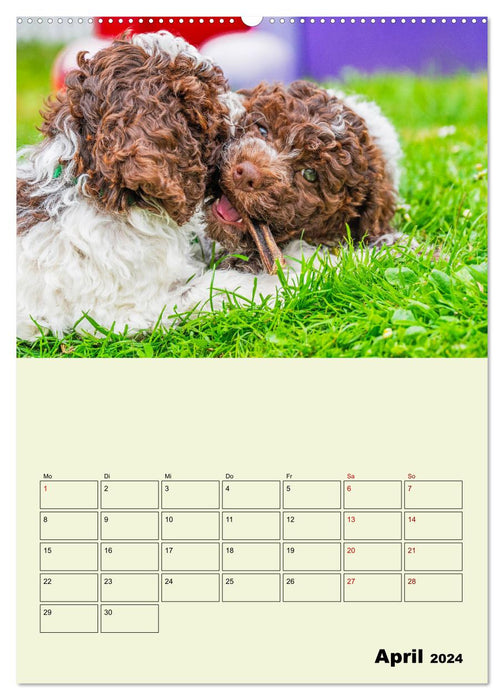Lagotto Romagnolo - Der Trüffelhund Italiens - Planer (CALVENDO Premium Wandkalender 2024)