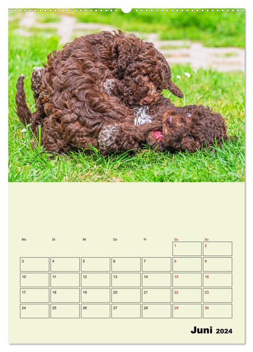 Lagotto Romagnolo - Der Trüffelhund Italiens - Planer (CALVENDO Premium Wandkalender 2024)