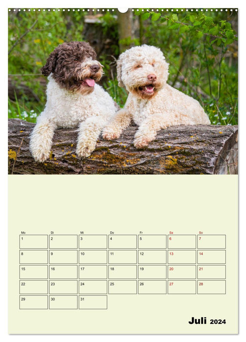 Lagotto Romagnolo - Der Trüffelhund Italiens - Planer (CALVENDO Premium Wandkalender 2024)