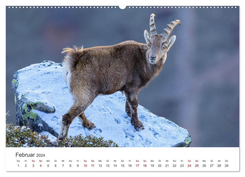 Steinbock - König der Alpen (CALVENDO Wandkalender 2024)