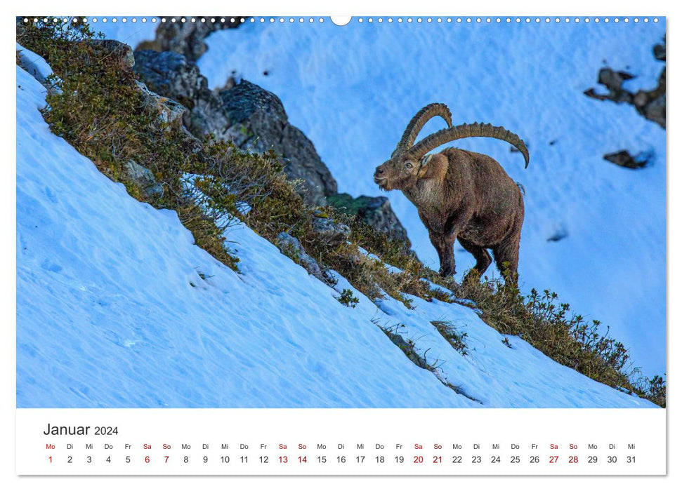 Steinbock - König der Alpen (CALVENDO Premium Wandkalender 2024)