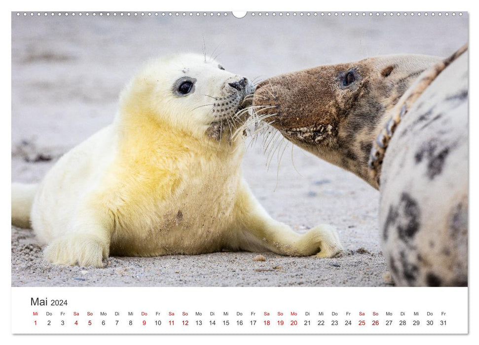 Jeunes phoques gris (Calendrier mural CALVENDO 2024) 