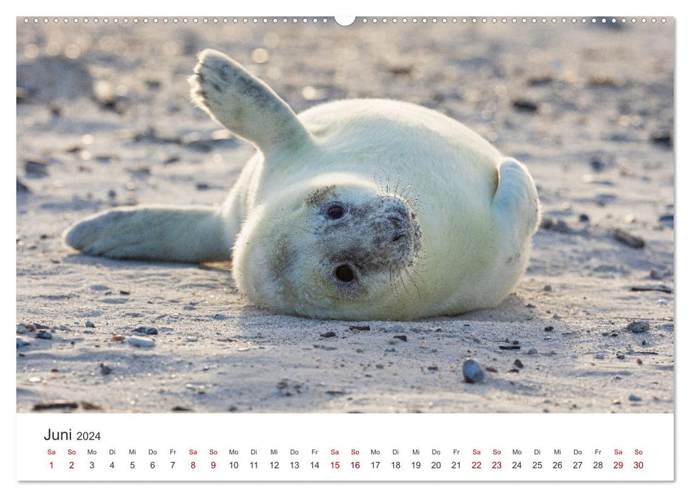 Junge Kegelrobben (CALVENDO Premium Wandkalender 2024)