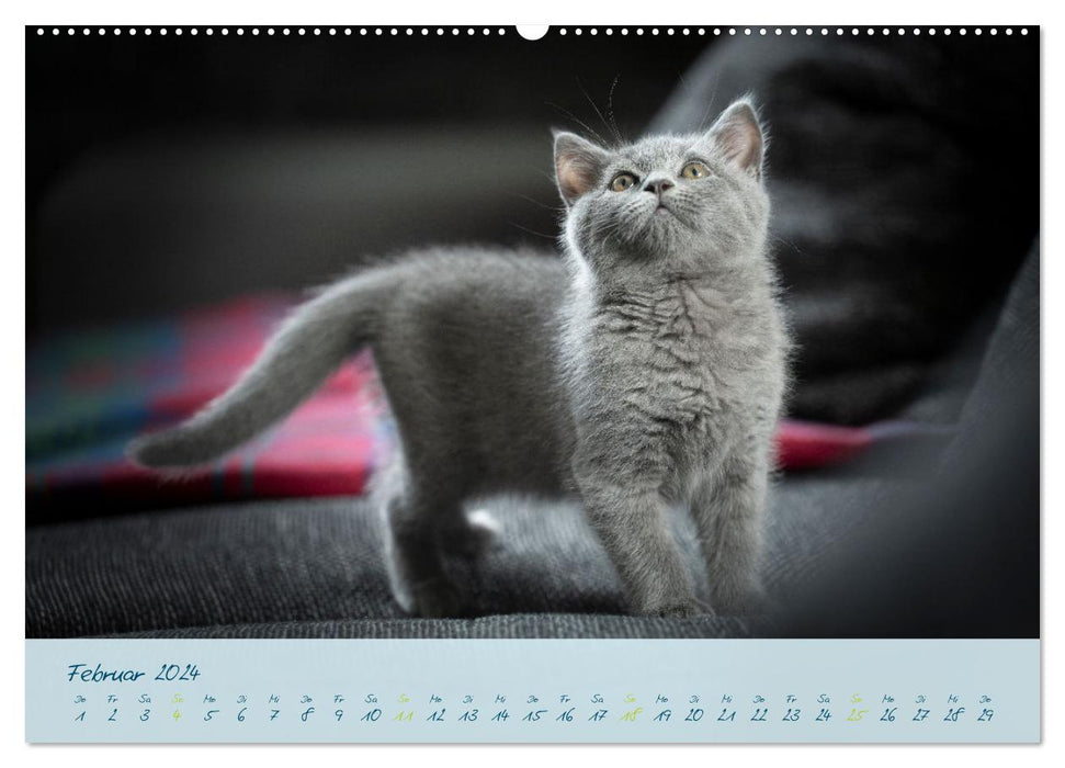 Ein kleiner Kater entdeckt die Welt! (CALVENDO Premium Wandkalender 2024)