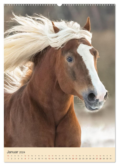 Schwarzwälder Füchse von Julia Hahn Photography (CALVENDO Premium Wandkalender 2024)