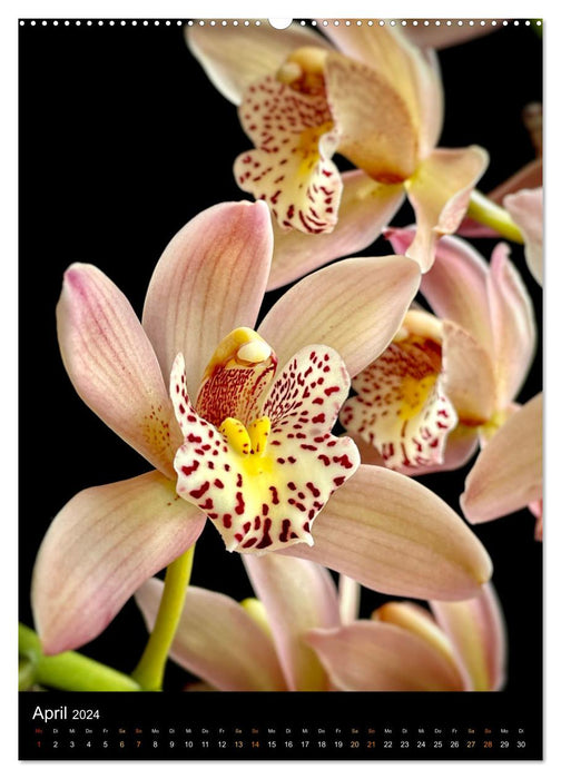 Orchideen - Exoten im Wohnzimmer (CALVENDO Premium Wandkalender 2024)