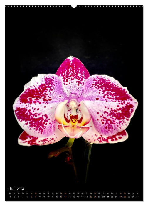 Orchideen - Exoten im Wohnzimmer (CALVENDO Premium Wandkalender 2024)