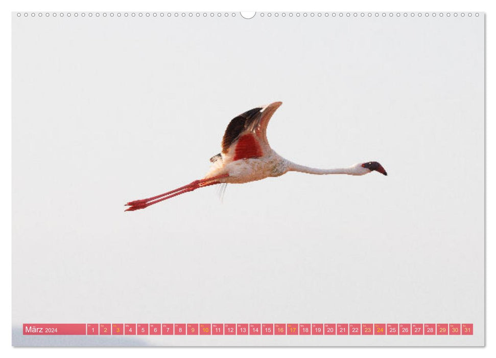 Flamingos am Lake Bogoria - Kenia (CALVENDO Wandkalender 2024)