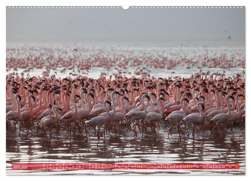 Flamingos am Lake Bogoria - Kenia (CALVENDO Premium Wandkalender 2024)