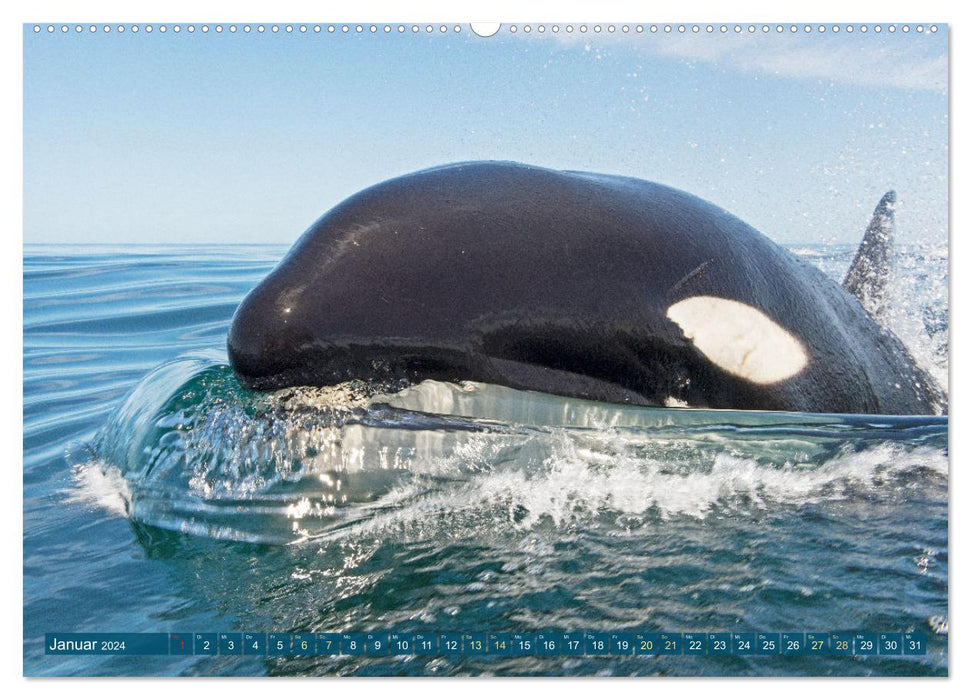 Orcas: Schwarz-weiße Giganten (CALVENDO Wandkalender 2024)