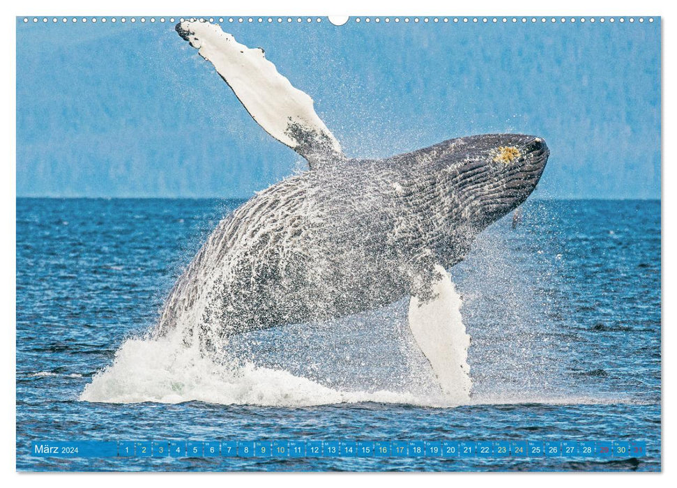 Wale: Giganten der Meere (CALVENDO Wandkalender 2024)