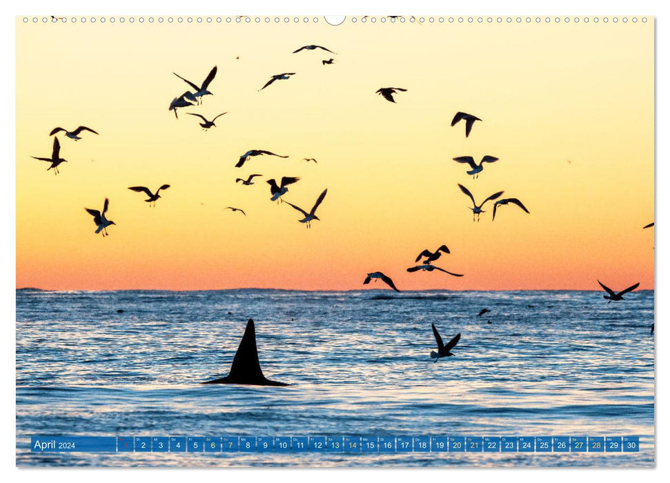 Orcas: Schwarz-weiße Giganten (CALVENDO Premium Wandkalender 2024)