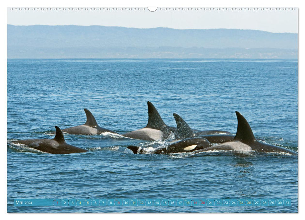 Orcas: Schwarz-weiße Giganten (CALVENDO Premium Wandkalender 2024)