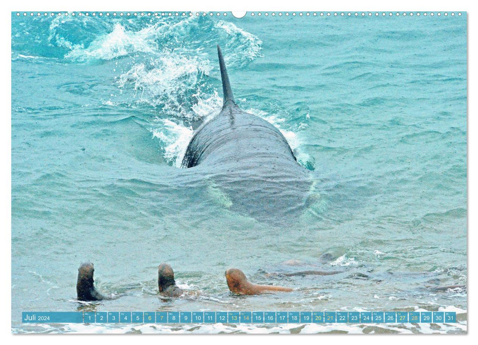 Orcas: Schwarz-weiße Giganten (CALVENDO Premium Wandkalender 2024)