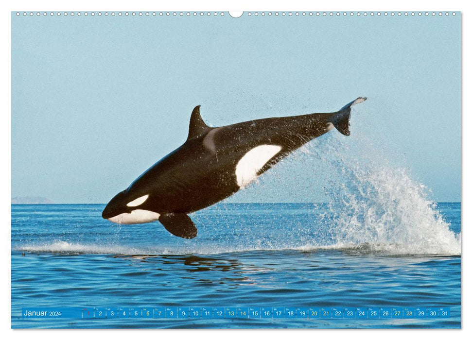 Wale: Giganten der Meere (CALVENDO Premium Wandkalender 2024)
