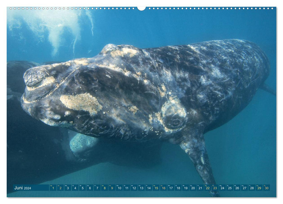 Wale: Giganten der Meere (CALVENDO Premium Wandkalender 2024)