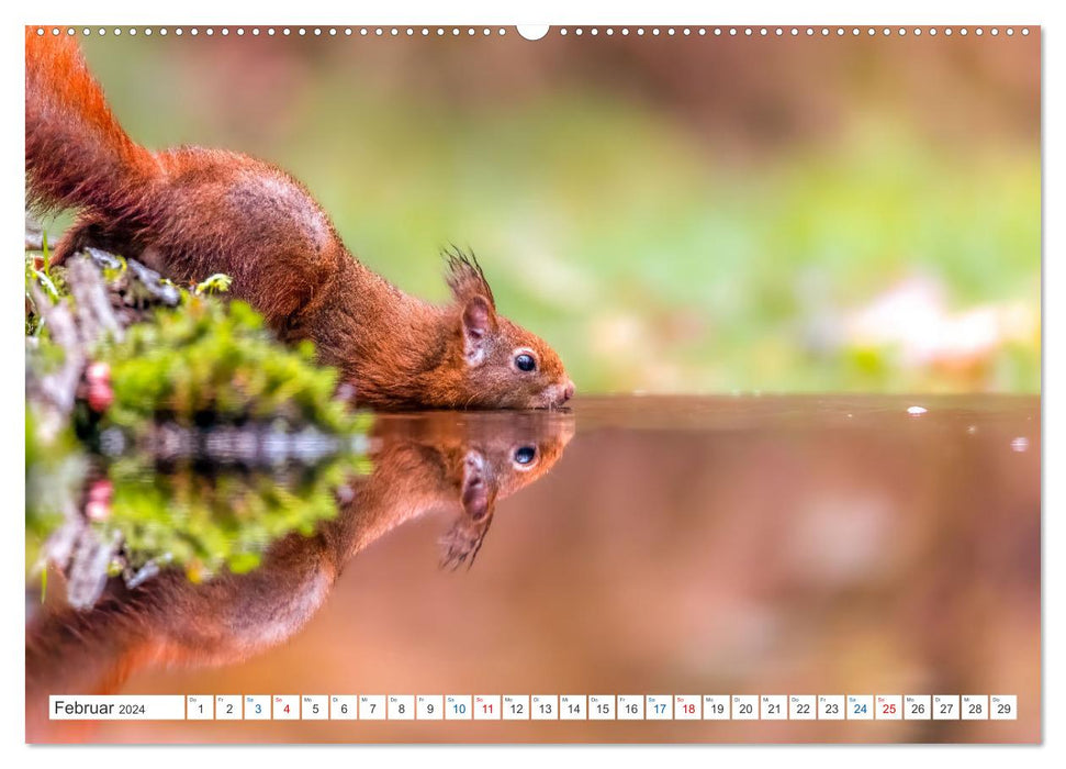 Ein Jahr voller Hörnchen (CALVENDO Premium Wandkalender 2024)