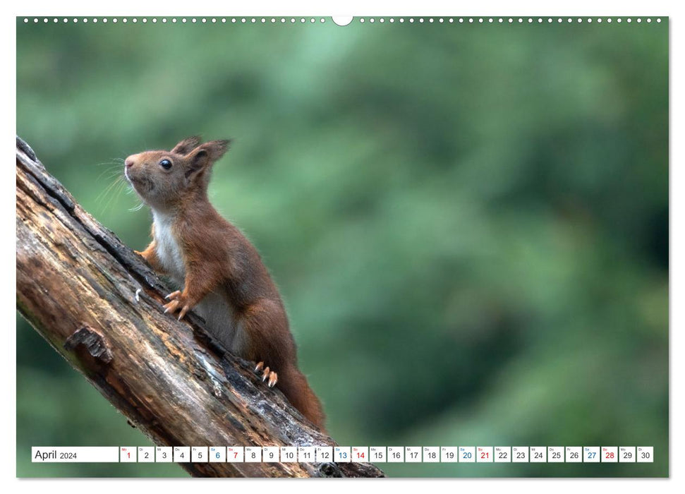 Ein Jahr voller Hörnchen (CALVENDO Premium Wandkalender 2024)