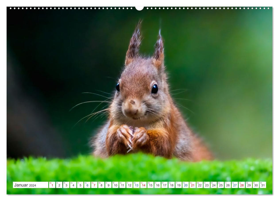 Ein Jahr voller Hörnchen (CALVENDO Wandkalender 2024)
