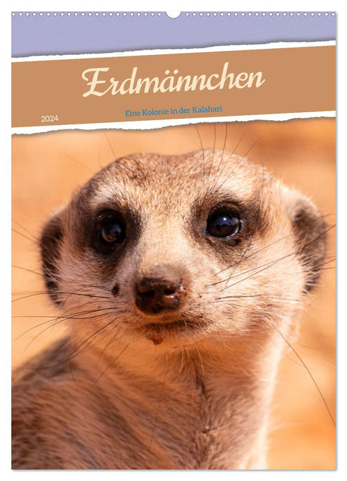 Erdmännchen - Eine Kolonie in der Kalahari (CALVENDO Wandkalender 2024)