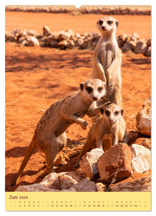 Erdmännchen - Eine Kolonie in der Kalahari (CALVENDO Wandkalender 2024)