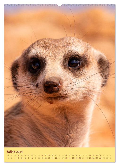 Erdmännchen - Eine Kolonie in der Kalahari (CALVENDO Premium Wandkalender 2024)