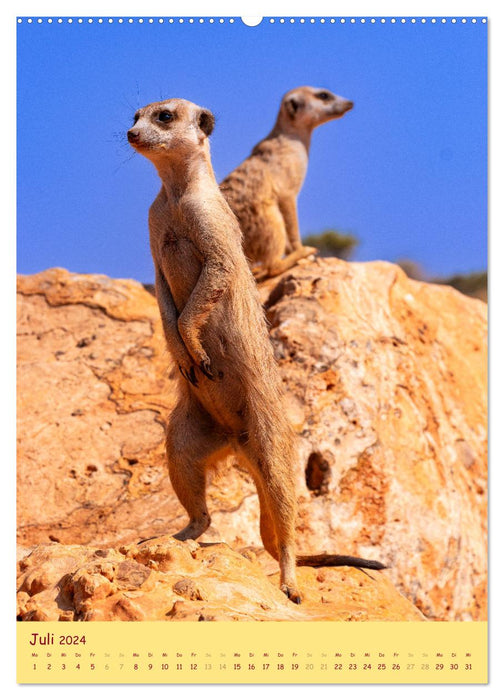 Erdmännchen - Eine Kolonie in der Kalahari (CALVENDO Premium Wandkalender 2024)