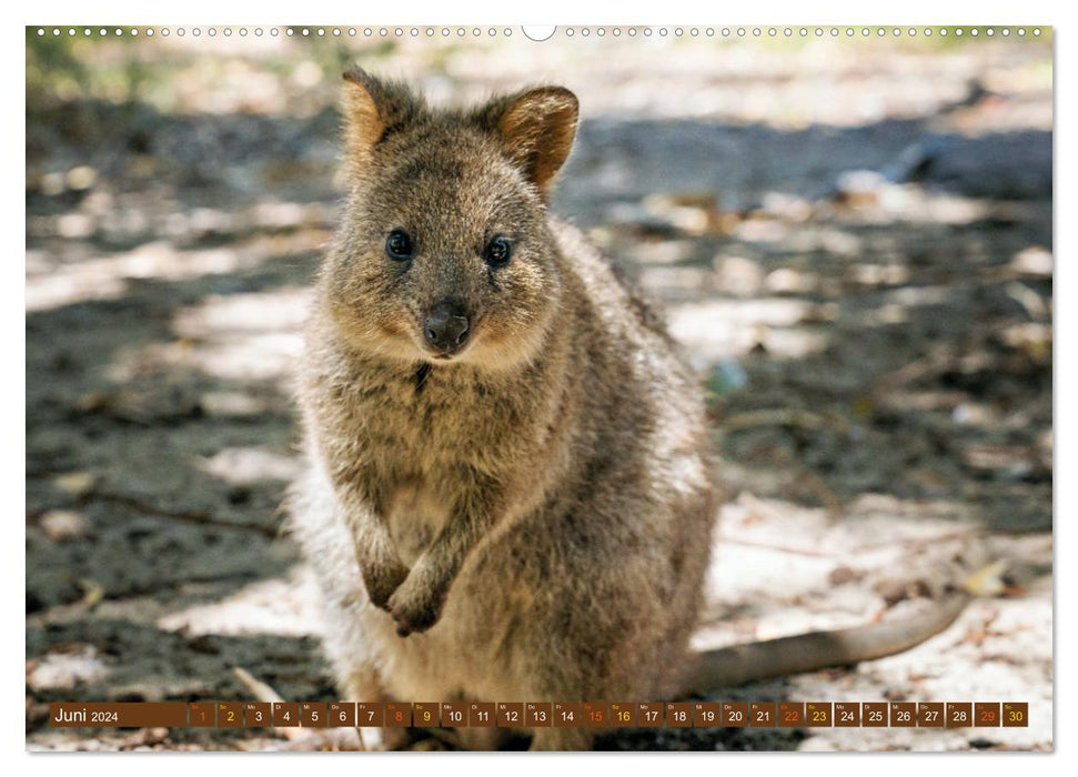 Big Five Australiens Buckelwal, Walhai, Orca, Quokka,Känguru (CALVENDO Premium Wandkalender 2024)