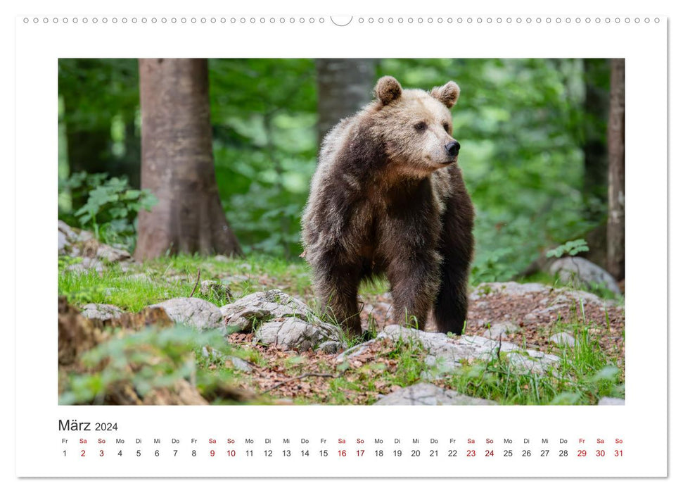 Slowenien - Wilde Bären und zauberhafte Natur (CALVENDO Wandkalender 2024)
