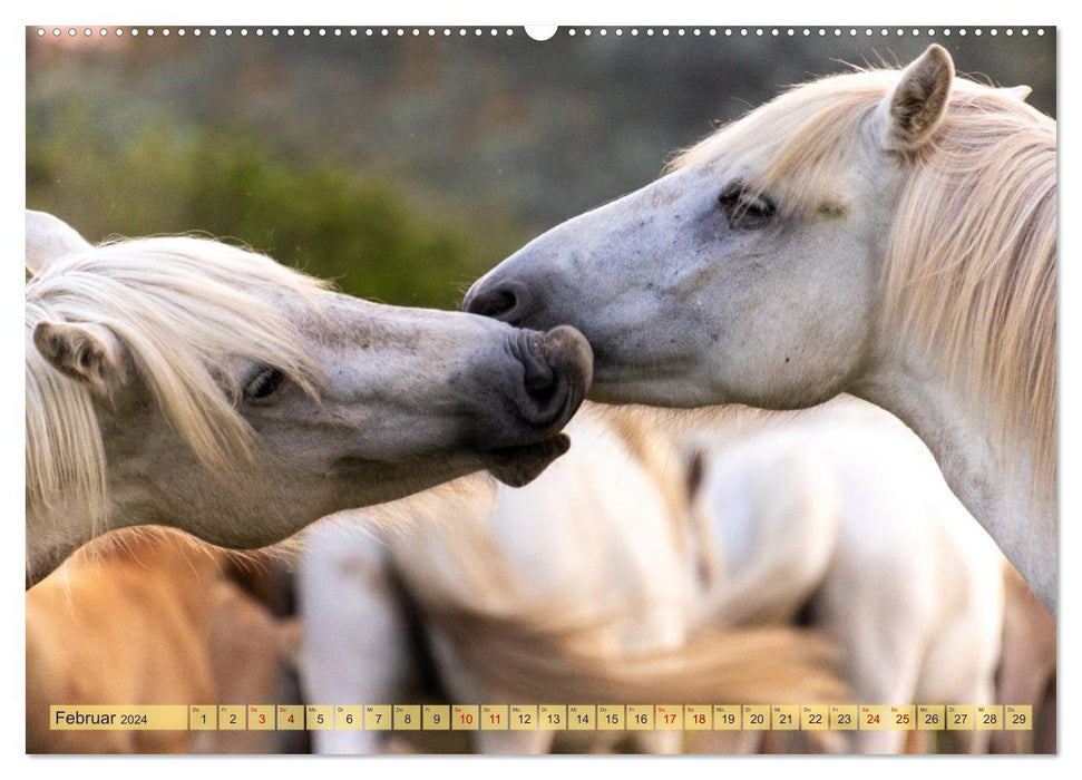 Die wilden Pferde der Camargue (CALVENDO Wandkalender 2024)