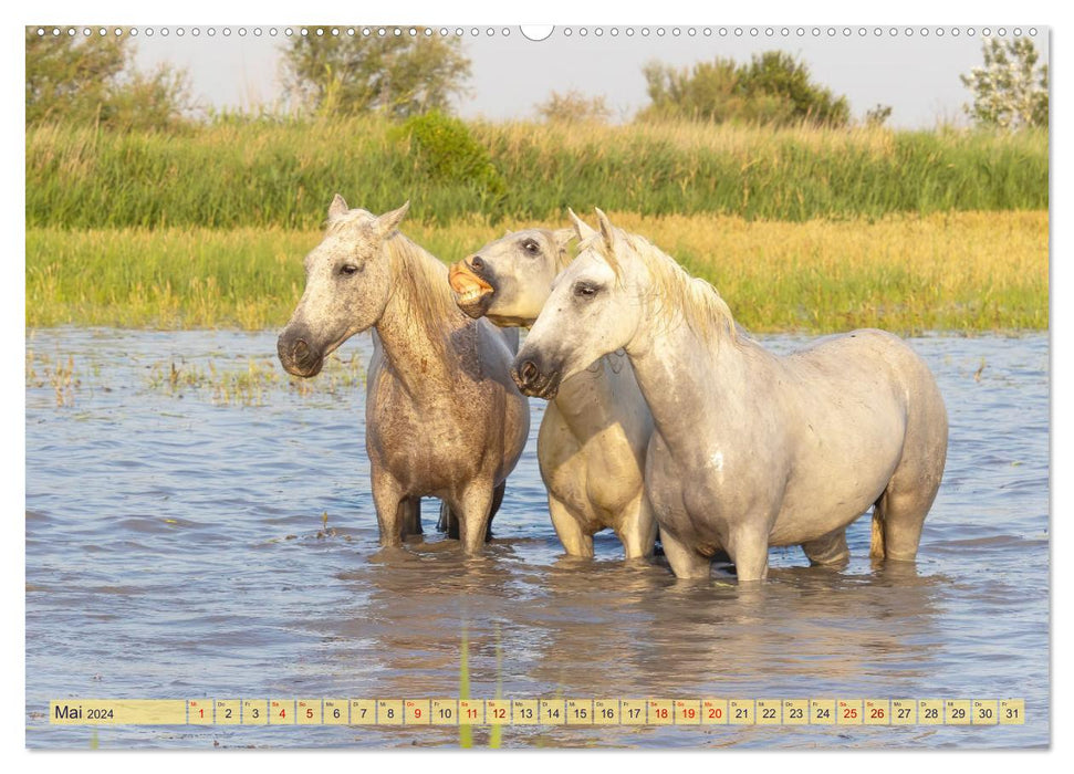 Die wilden Pferde der Camargue (CALVENDO Wandkalender 2024)