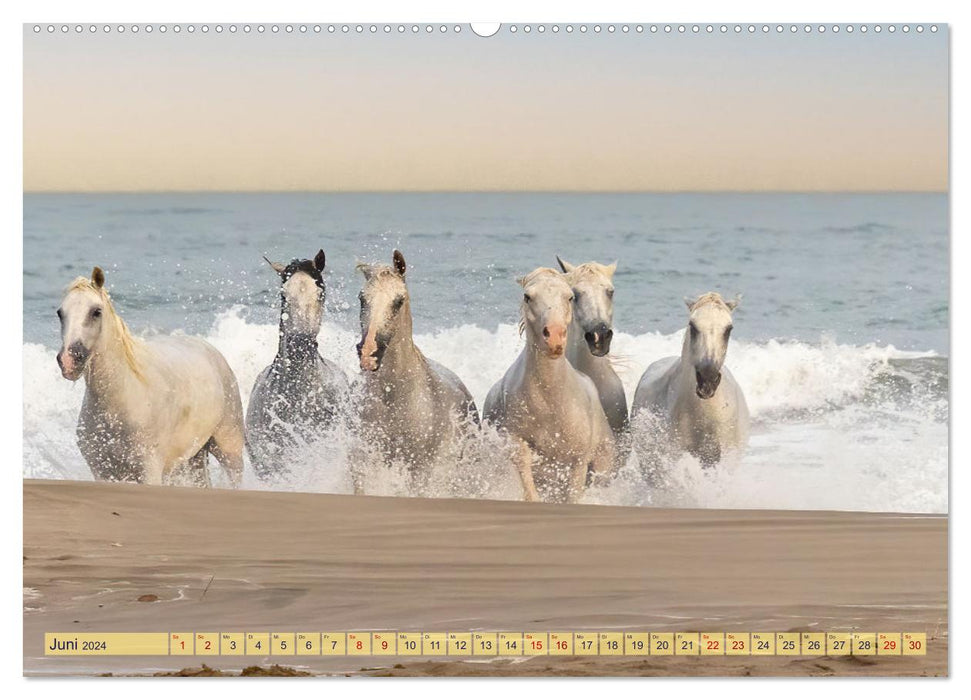 Die wilden Pferde der Camargue (CALVENDO Wandkalender 2024)