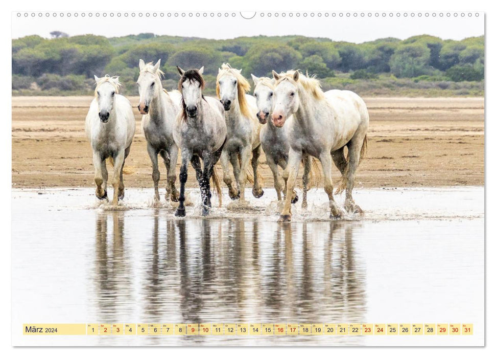 Die wilden Pferde der Camargue (CALVENDO Premium Wandkalender 2024)
