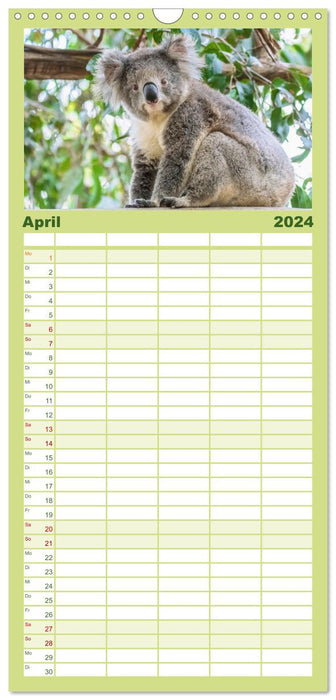 Koalas: die flauschigen Herzensbrecher (CALVENDO Familienplaner 2024)