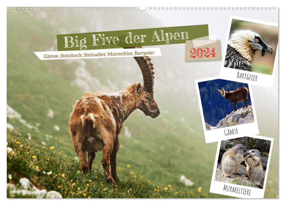 Big Five der Alpen Gämse, Steinbock, Murmeltier, Steinadler, Bartgeier (CALVENDO Wandkalender 2024)