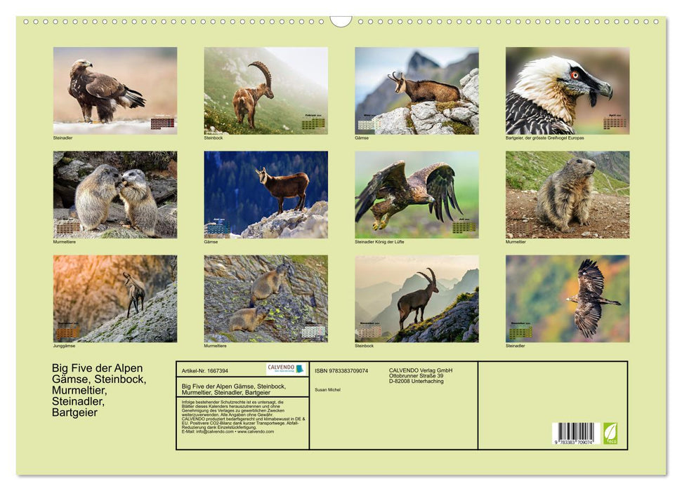 Big Five der Alpen Gämse, Steinbock, Murmeltier, Steinadler, Bartgeier (CALVENDO Wandkalender 2024)