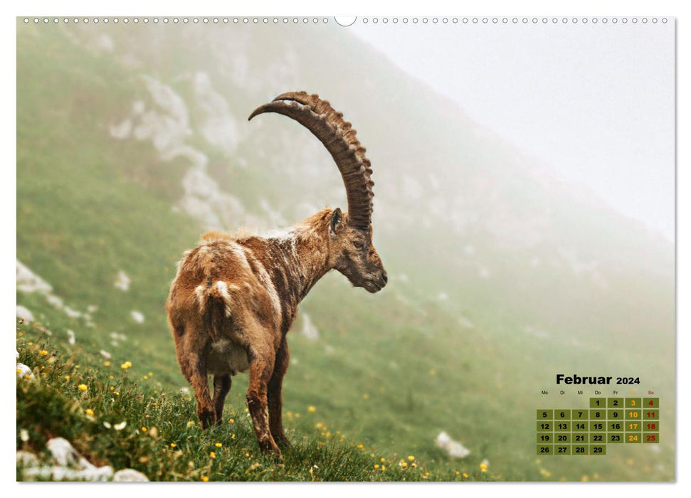 Big Five der Alpen Gämse, Steinbock, Murmeltier, Steinadler, Bartgeier (CALVENDO Wandkalender 2024)