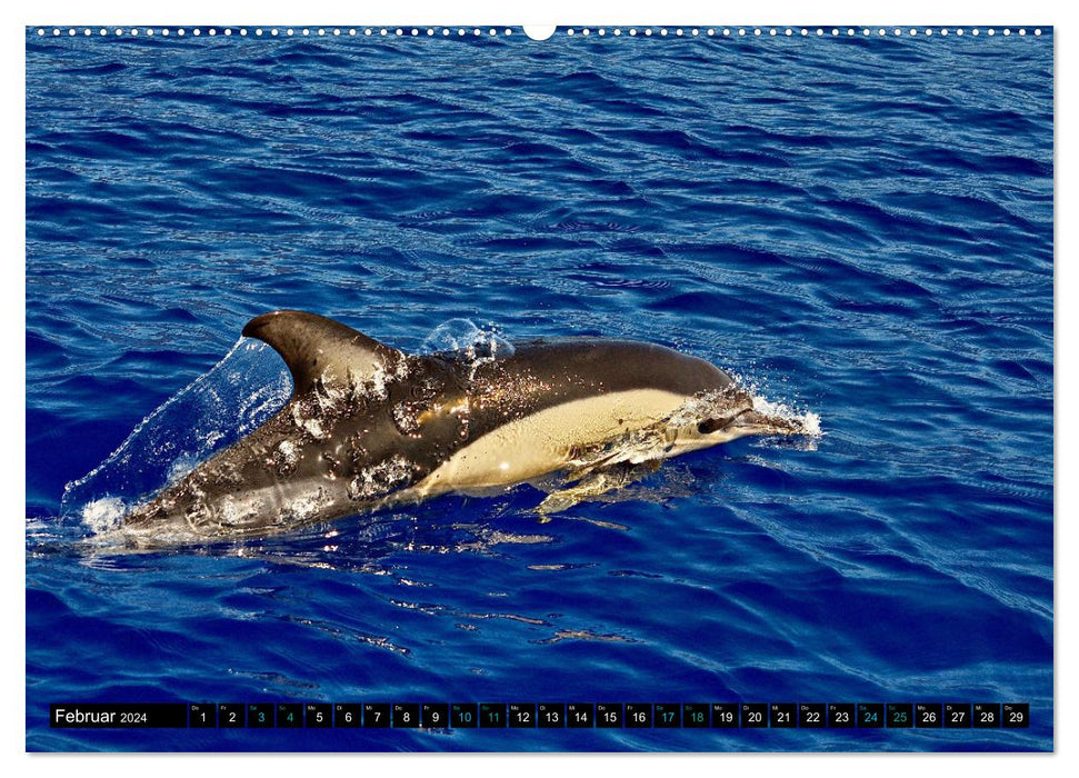 Big Five aus dem Ozean Hai, Delphin, Wal, Robbe, Pinguin (CALVENDO Wandkalender 2024)