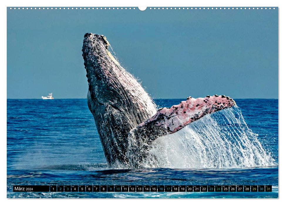 Big Five aus dem Ozean Hai, Delphin, Wal, Robbe, Pinguin (CALVENDO Wandkalender 2024)