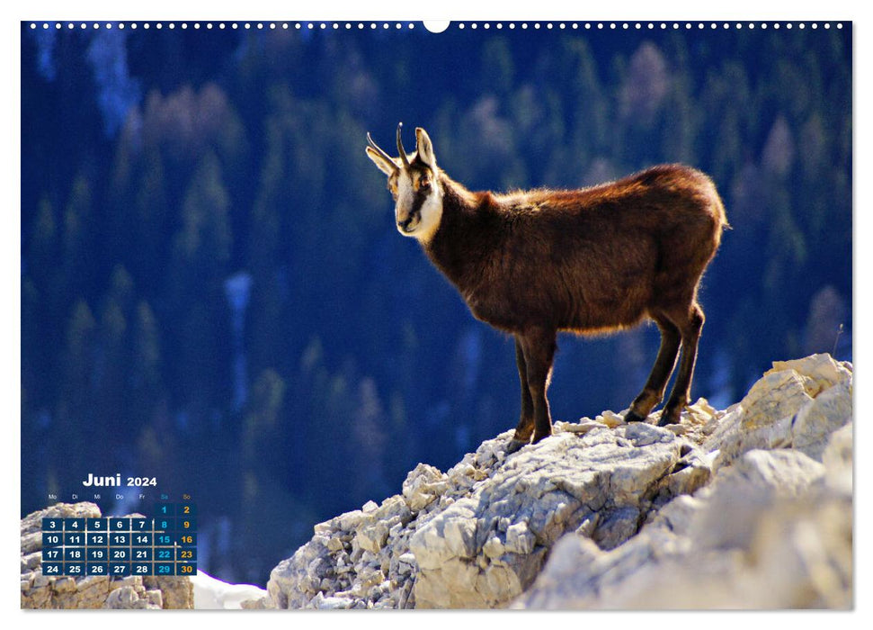 Big Five der Alpen Gämse, Steinbock, Murmeltier, Steinadler, Bartgeier (CALVENDO Premium Wandkalender 2024)
