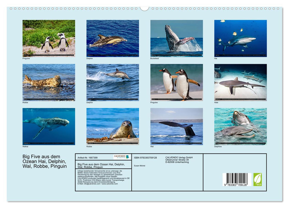 Big Five aus dem Ozean Hai, Delphin, Wal, Robbe, Pinguin (CALVENDO Premium Wandkalender 2024)