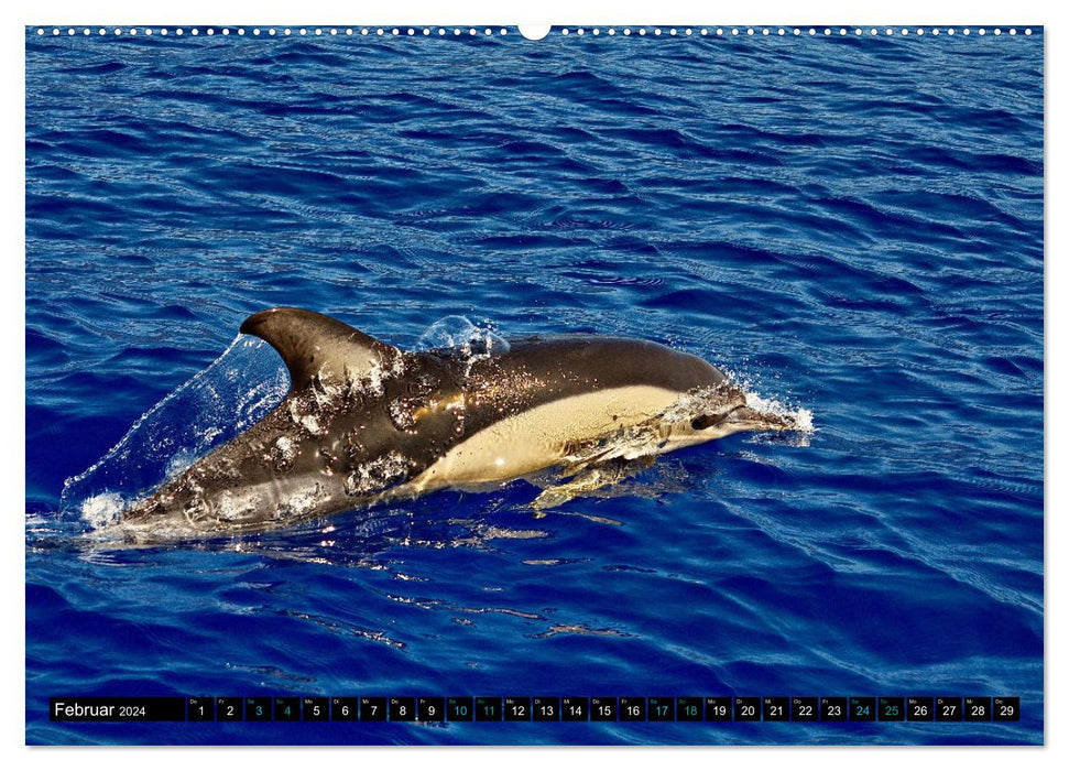 Big Five aus dem Ozean Hai, Delphin, Wal, Robbe, Pinguin (CALVENDO Premium Wandkalender 2024)